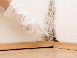 Mold Documentation for Insurance Claims in Laureles, TX